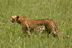 Cheetah in the Grass