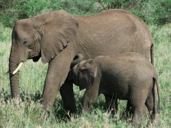 Elephant Mother Feeding Her Calf at Serengeti National Park