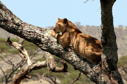 Female Lion on Tree