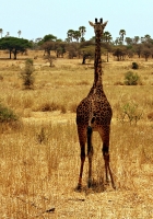 Giraffe Taking From Behind at Serengeti