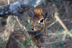 Is This Bambi? at Serengeti National Park