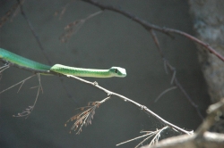 Green Snake on Tree - 1.5 meters long