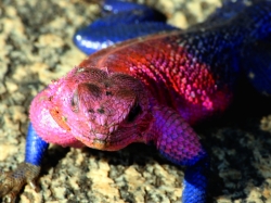 Pink Headed Lizard at Serengeti