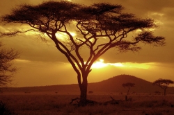 Sunset on Acacia Tree