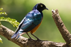 Superb Starling
