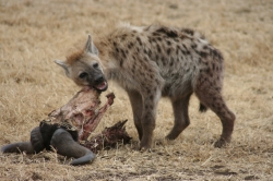 Wildebeest Eaten by Hyena at Serengeti