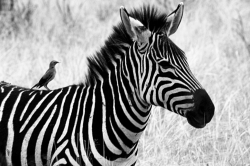 Black and White Zebra With a Tiny Friend