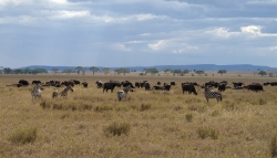 Zebras and Buffalos at Serengeti