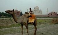 Unofficial Guide to the Taj With Camel