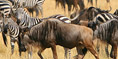 Serengeti Migration