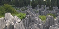 The Stone Forest