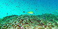 Zanzibar Coral Reefs