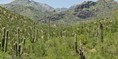 Sabino Canyon